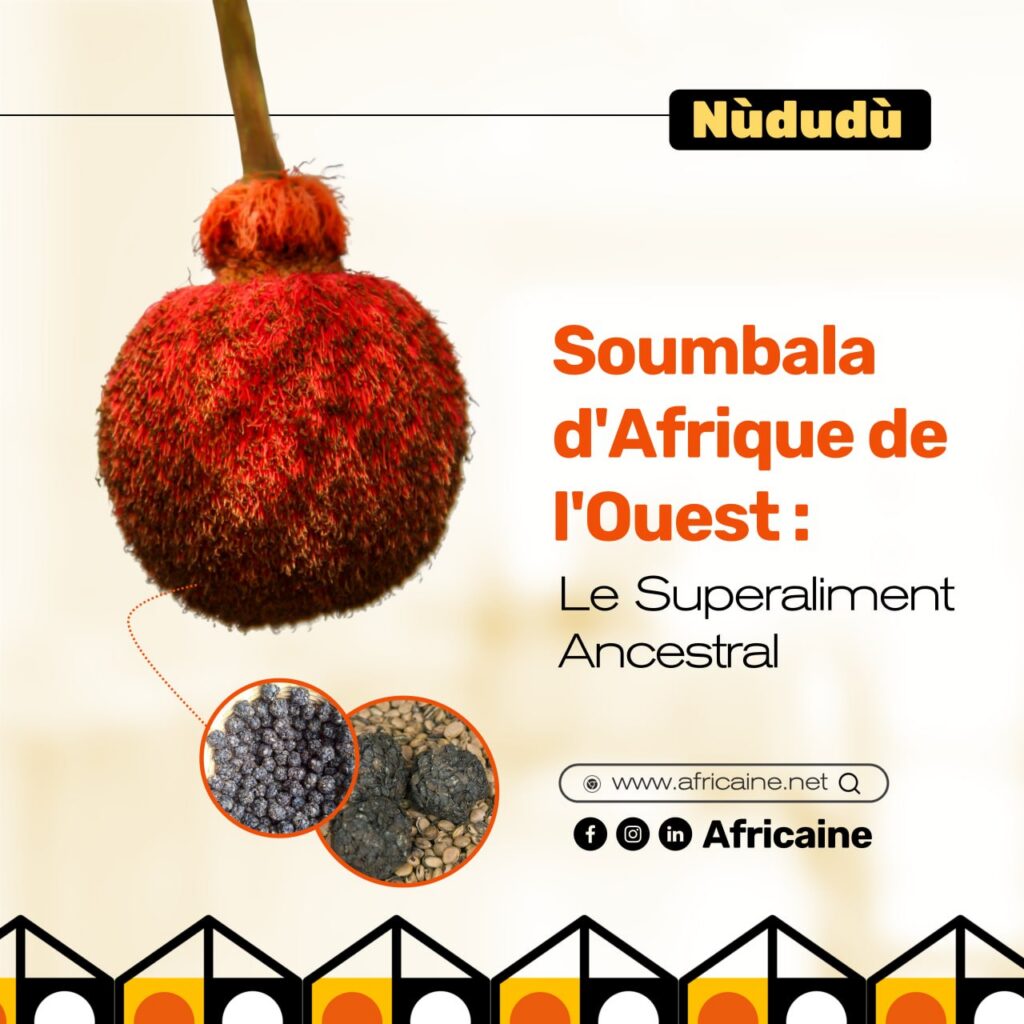 fruit de l'arbre nere parkia biglobosa soumbala afrique de l'ouest